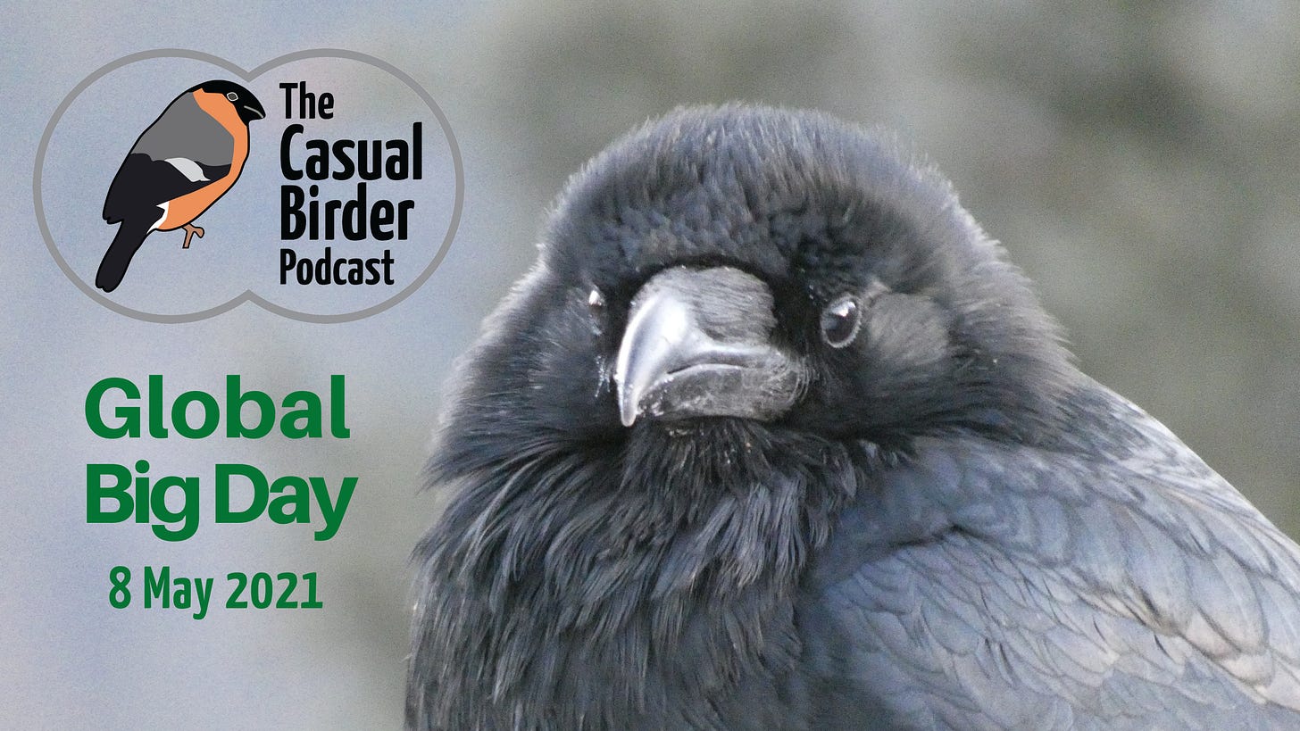 Promocard Showing background photo of a Raven, with The Casual Birder Podcast artwork in the top left corner and the following text in green on the left of the promocard: Global Big Day 8 May 2021