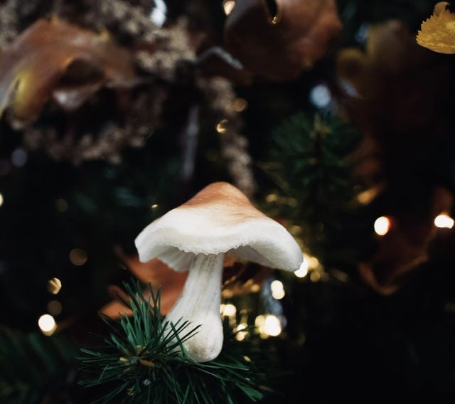 A mushroom on a fir tree with tiny white lights 
