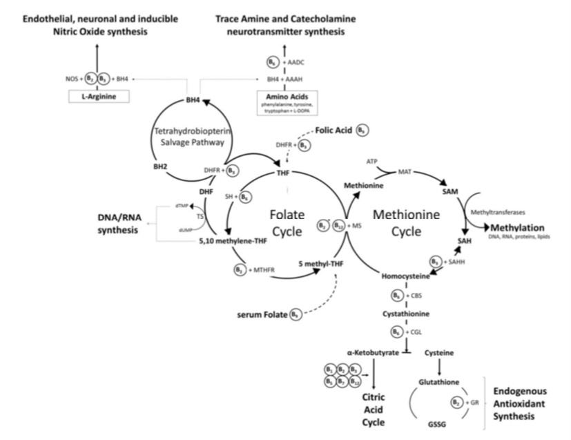 graphic showing folate cycle and other cycles