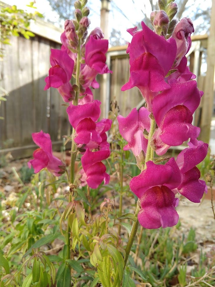Deep pink, almost fuschia, snapdragons in bloom.