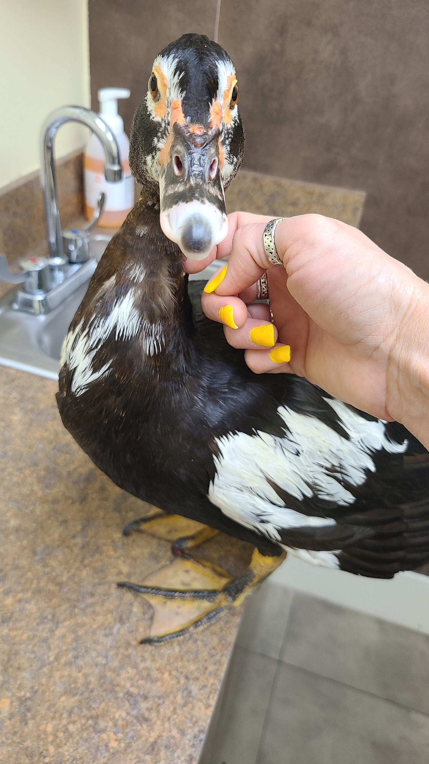 muscovy duck on a vet counter being petted by a hand with painted yellow nails