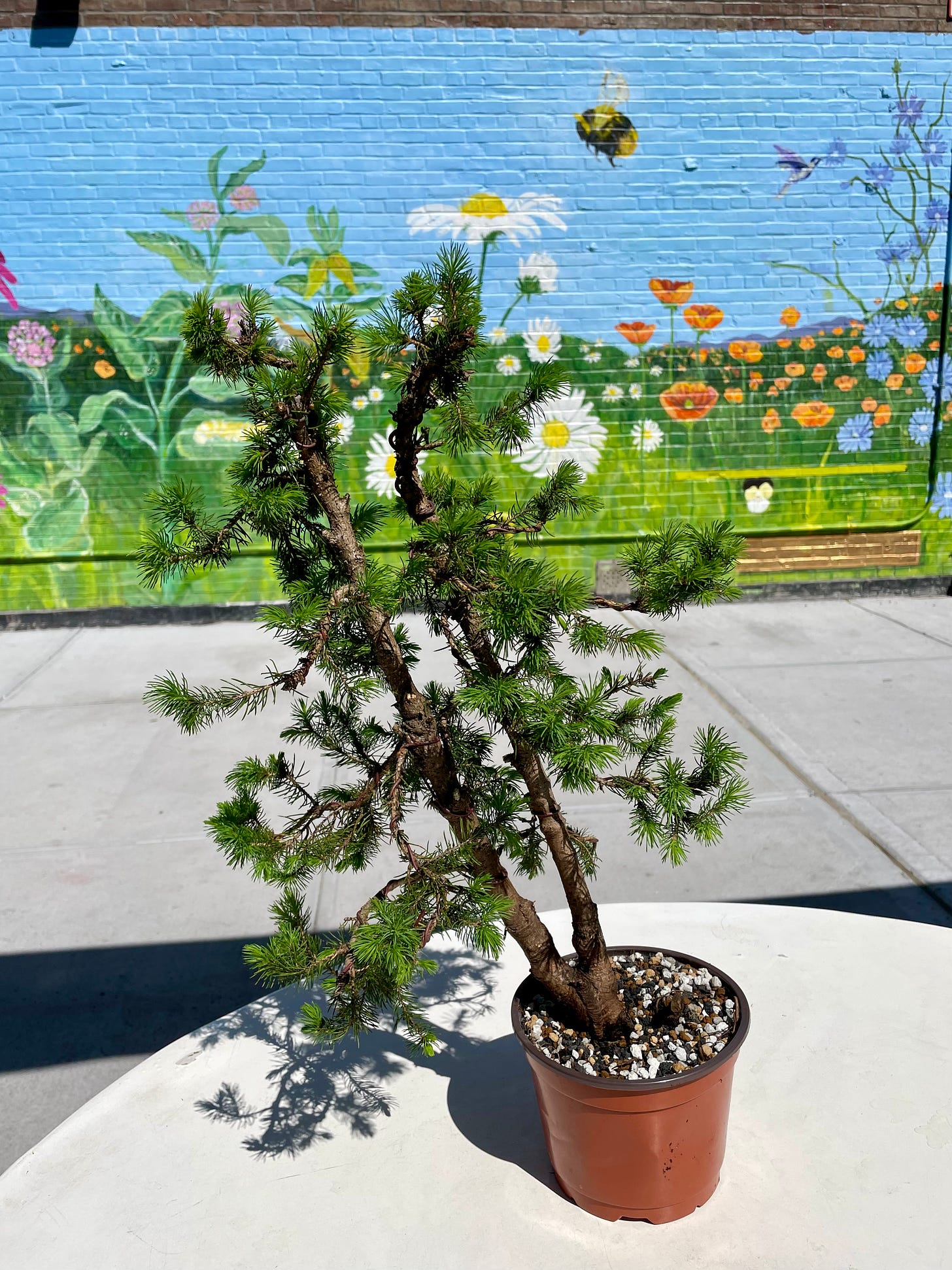ID: Photo of double trunk spruce tree freshly repotted, in the sun.