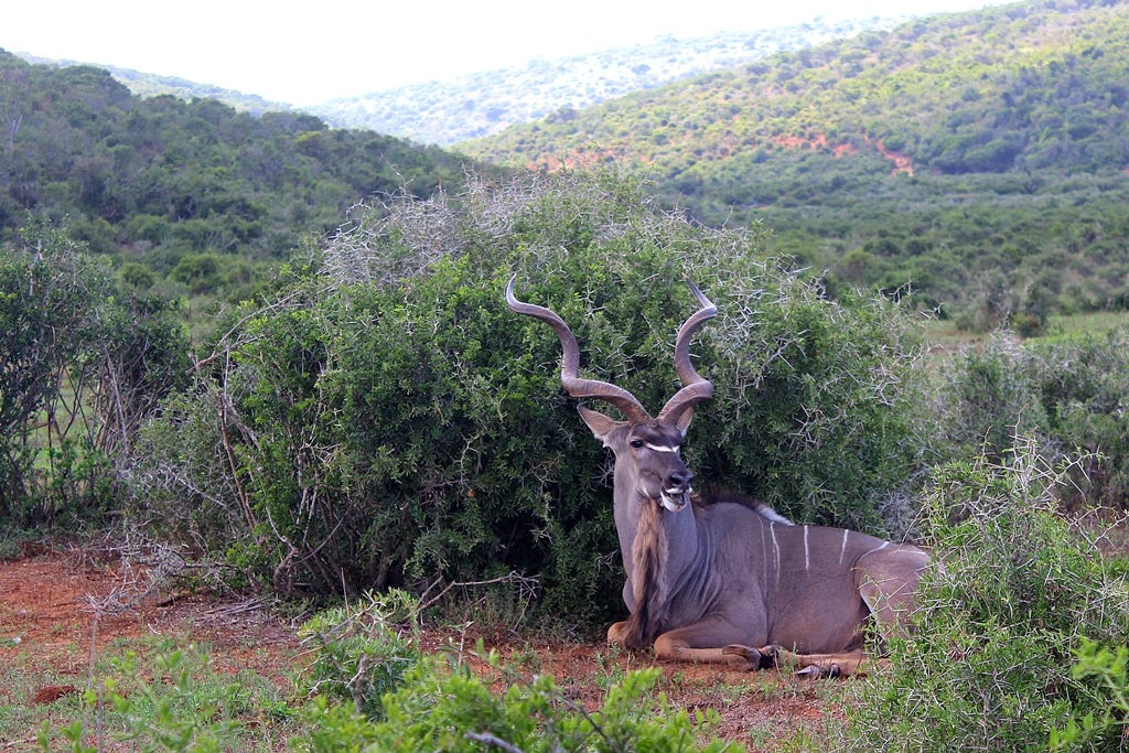 kudu bull resting