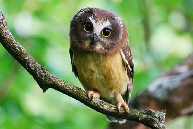 Baby Birdorable: Saw-whet Owl in Baby Birds, Owls
