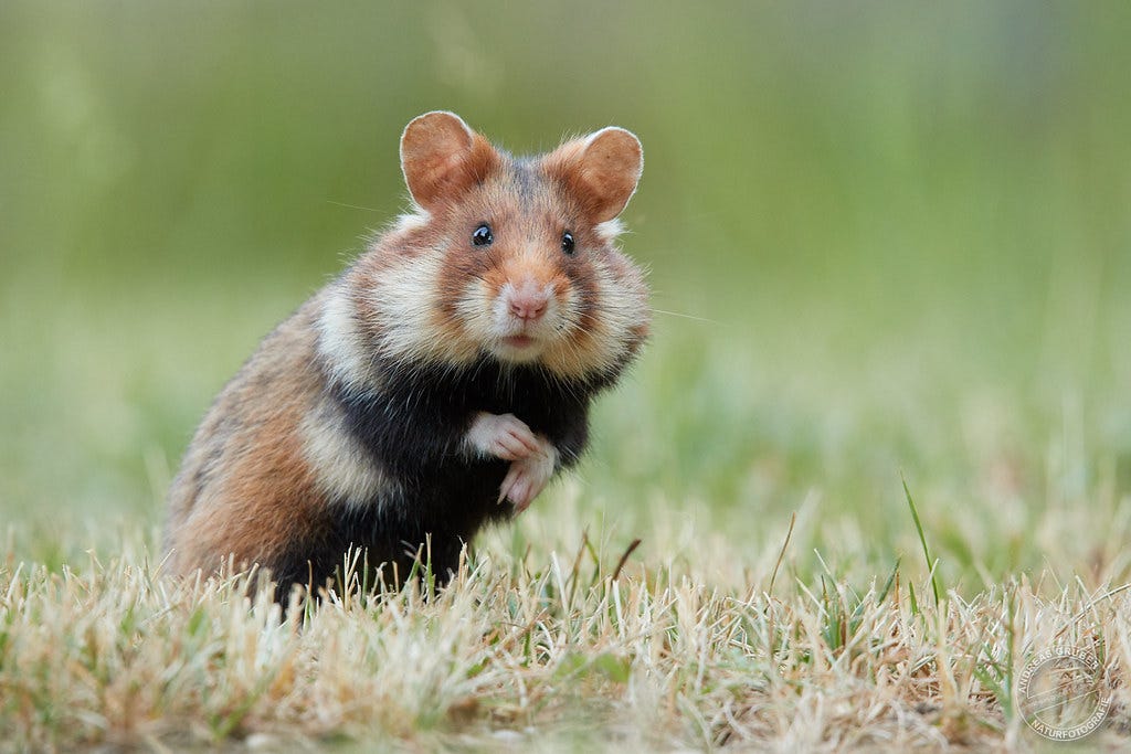 Feldhamster - European hamster - Cricetus cricetus | Flickr