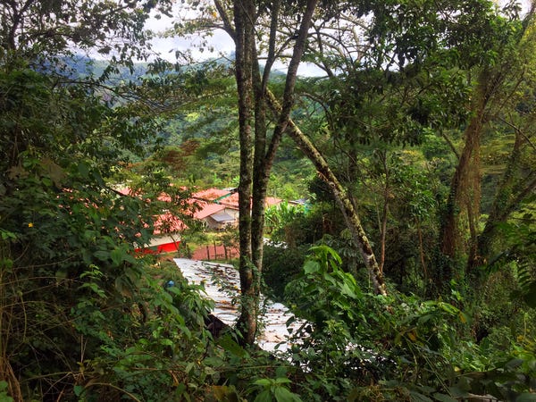 Decenas de exguerrilleros viven entre el bosque mientras emprenden un proyecto cafetero.