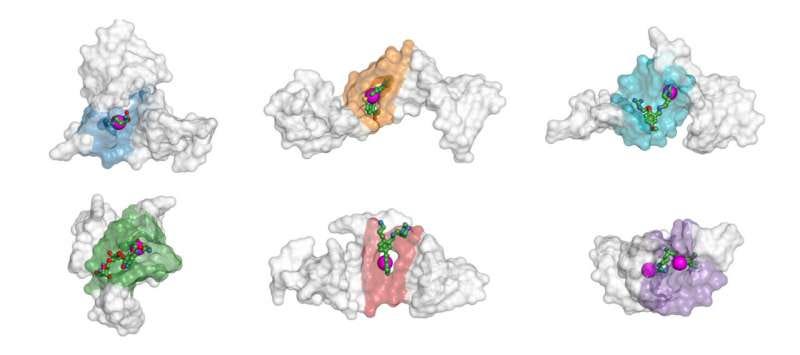 Artificial intelligence predicts RNA and DNA binding sites to speed up drug discovery