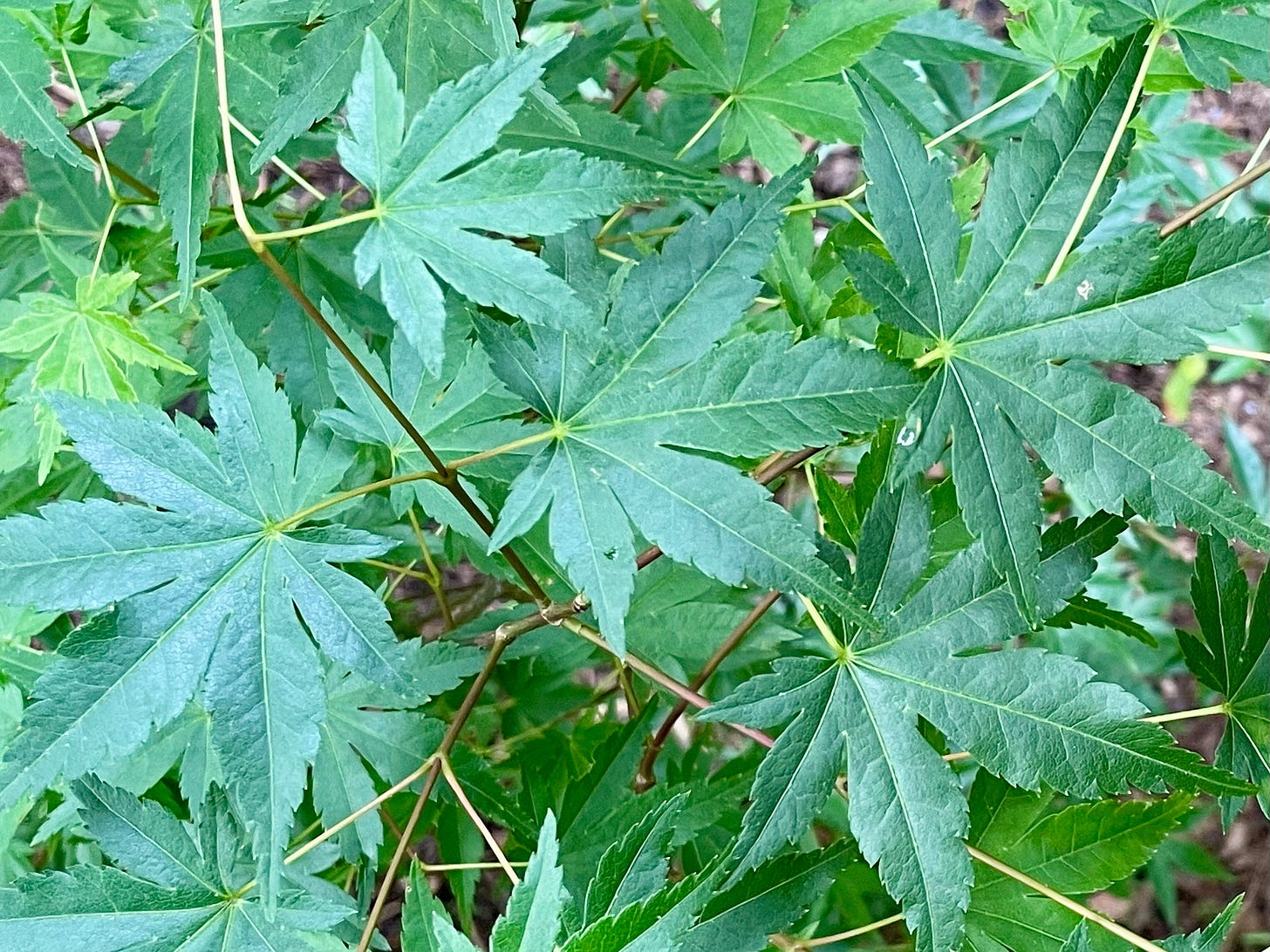 ID: Close up photo of Japanese maple leaves