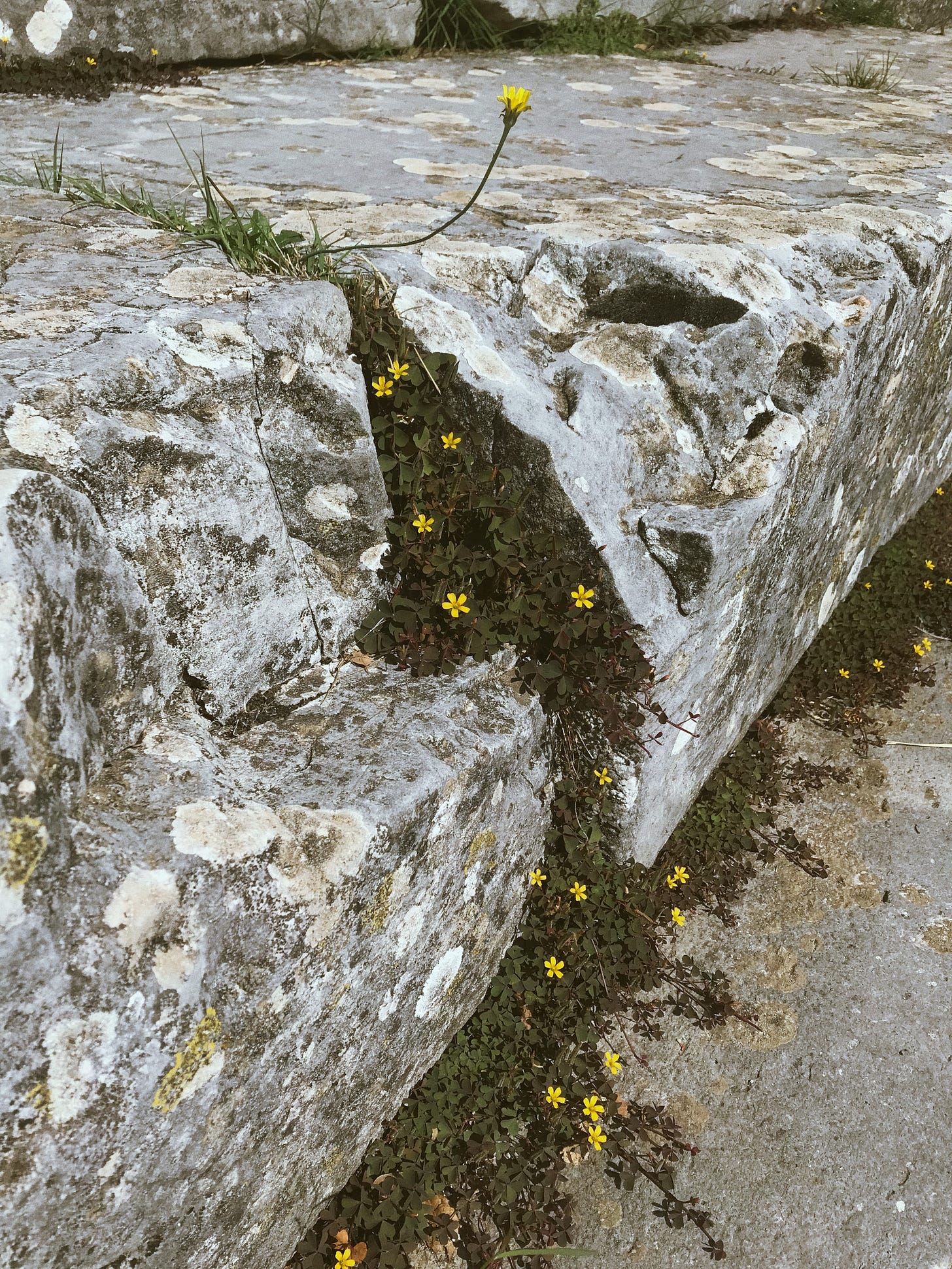 Grey rocky step with small yellow flowers growing through the cracks, which are covered in dark green, mossy leaves