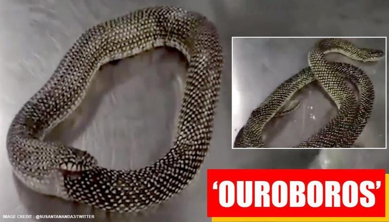 Video Of A Confused Snake Eating Itself Will Give You Goosebumps | Watch