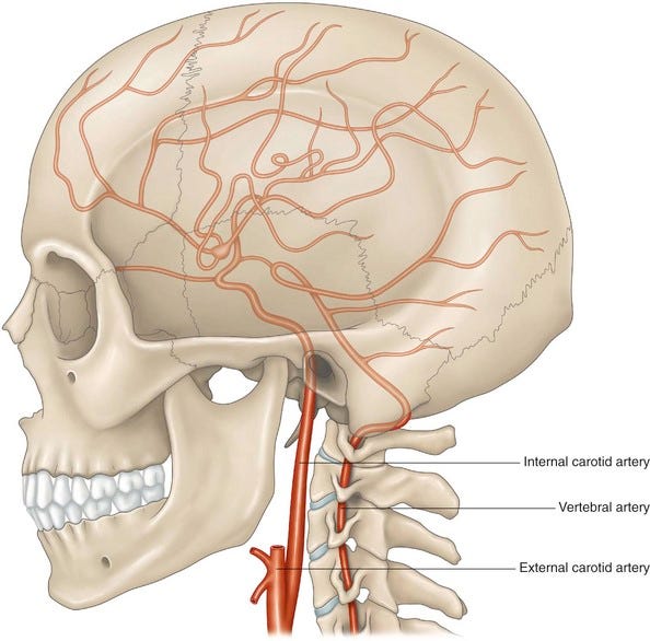 The internal carotid artery and its branches | Musculoskeletal Key