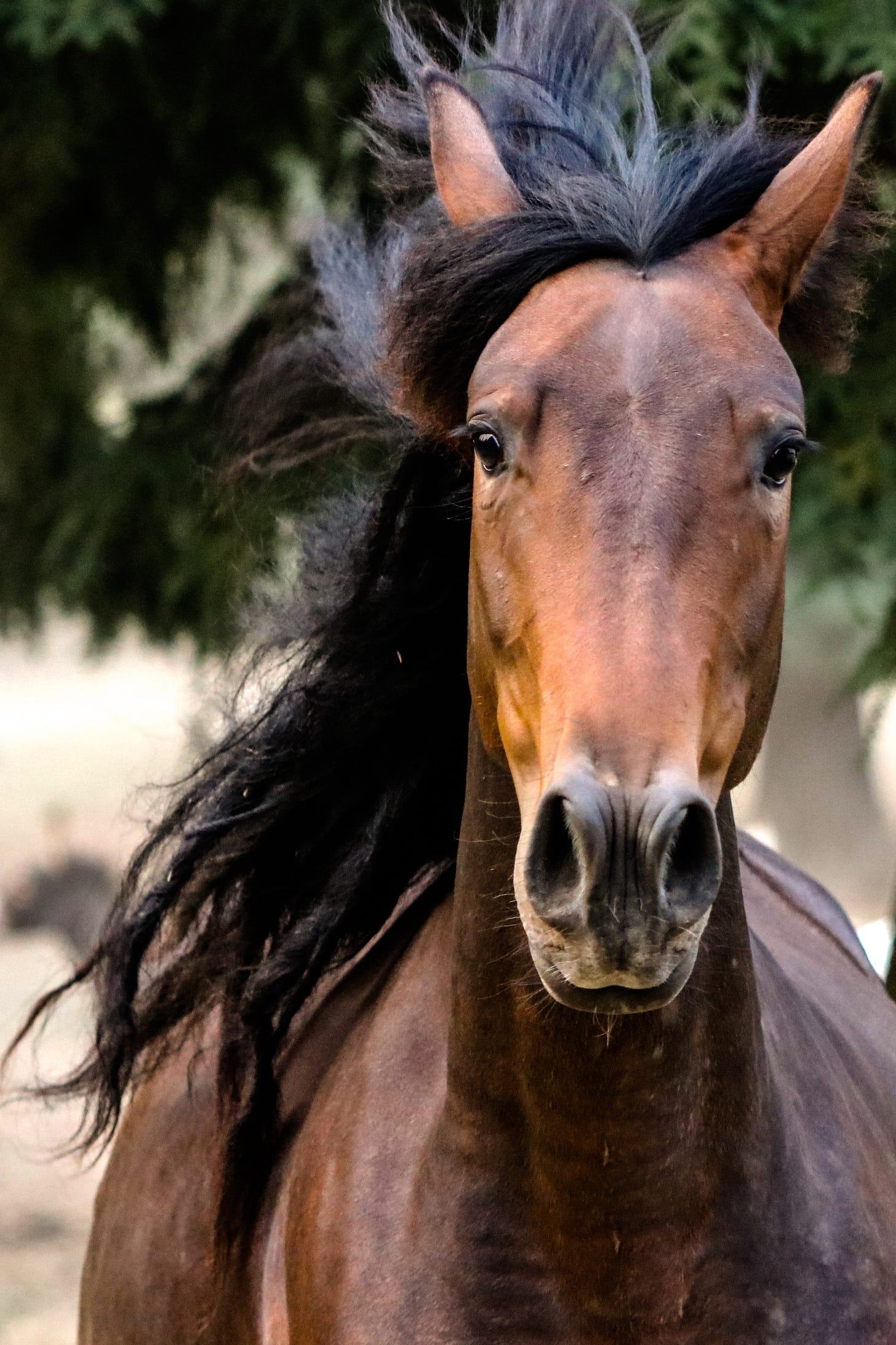 A bay horse looks directly at the camera.