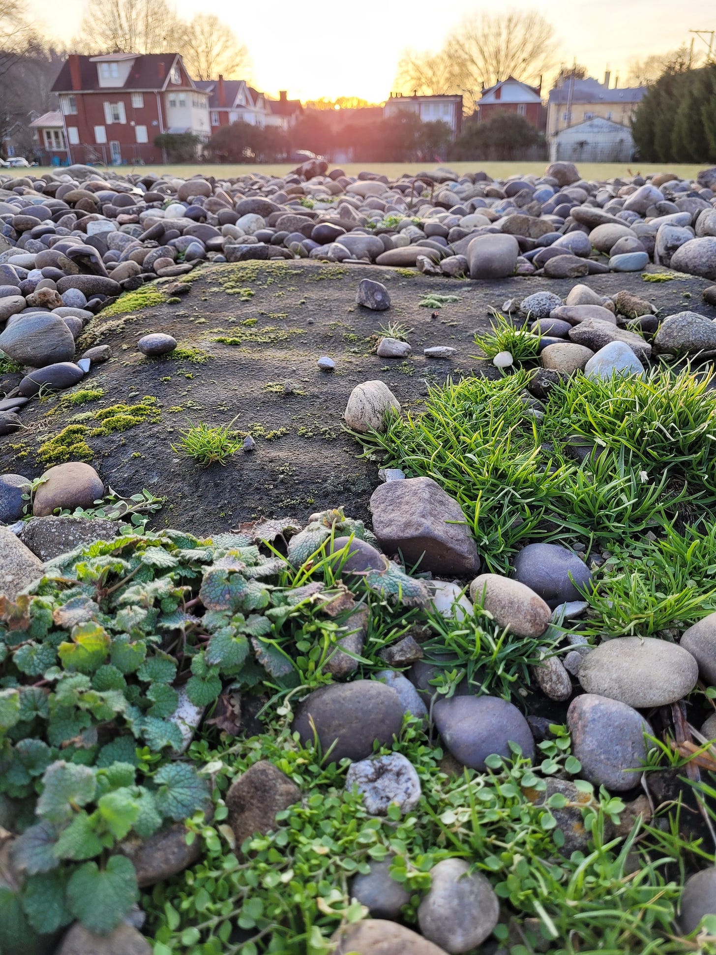 sunset over mossy rocks