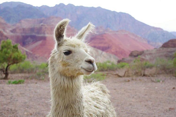 Why llamas may be the key to help humans fight the flu ...