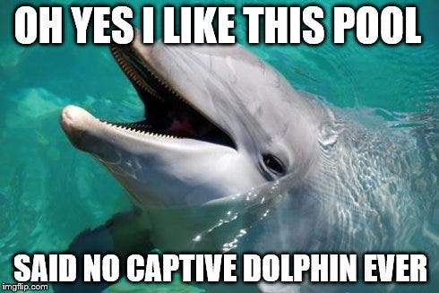 Sarcastic Dolphin - Imgflip
