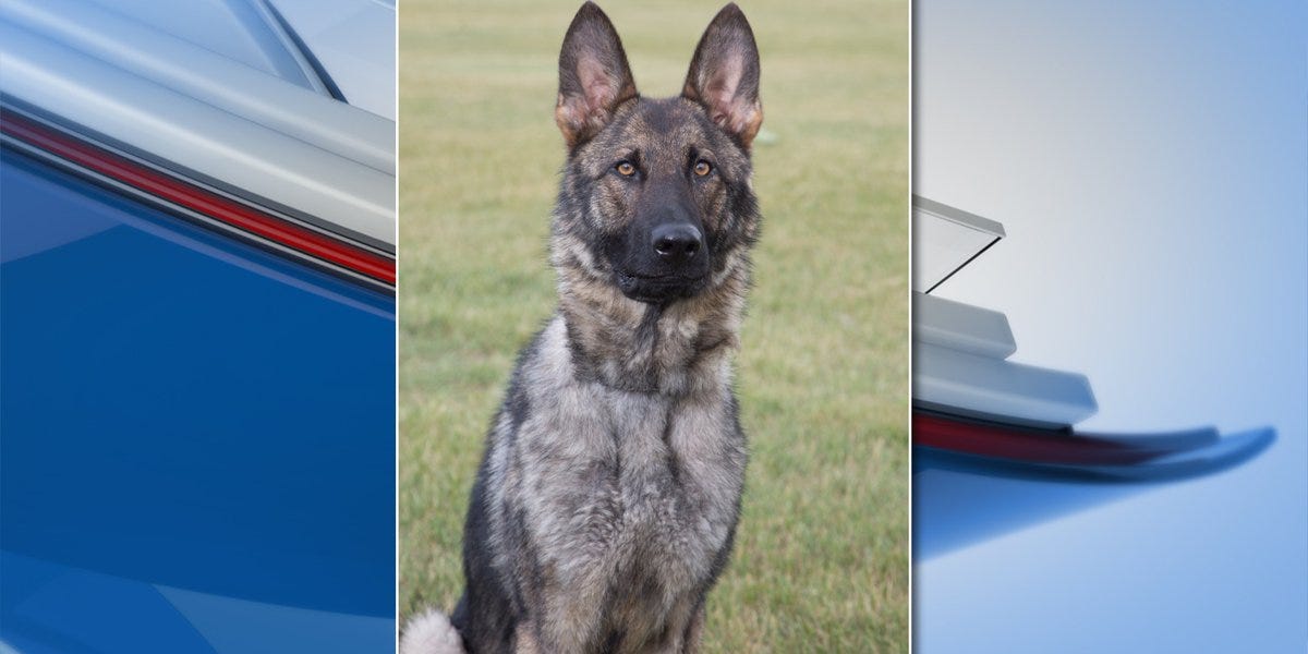Michigan State Police K-9 finds missing 80-year-old hunter that fell into  river