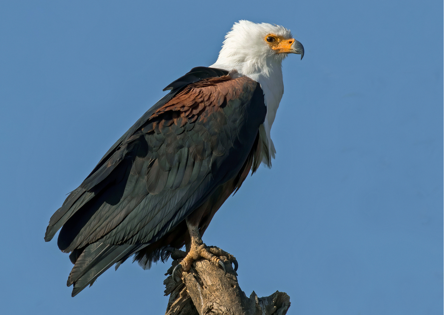 African fish eagle perching on tree stump