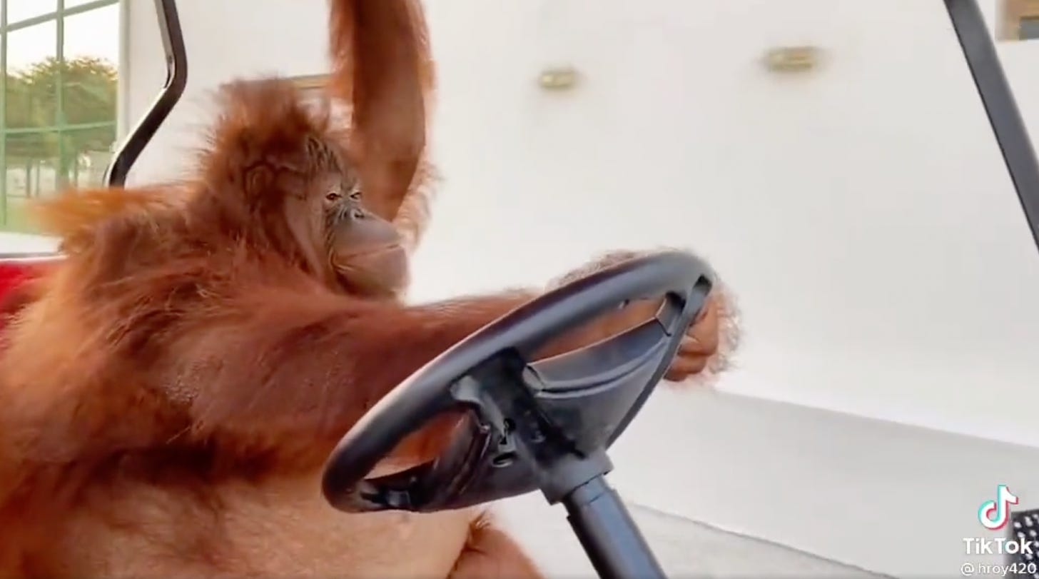 An orangutan driving a cart - totally normal stuff