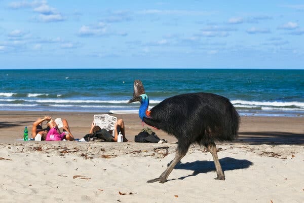 A Southern cassowary stalked a busy beach in Moresby Range, Queensland, Australia.