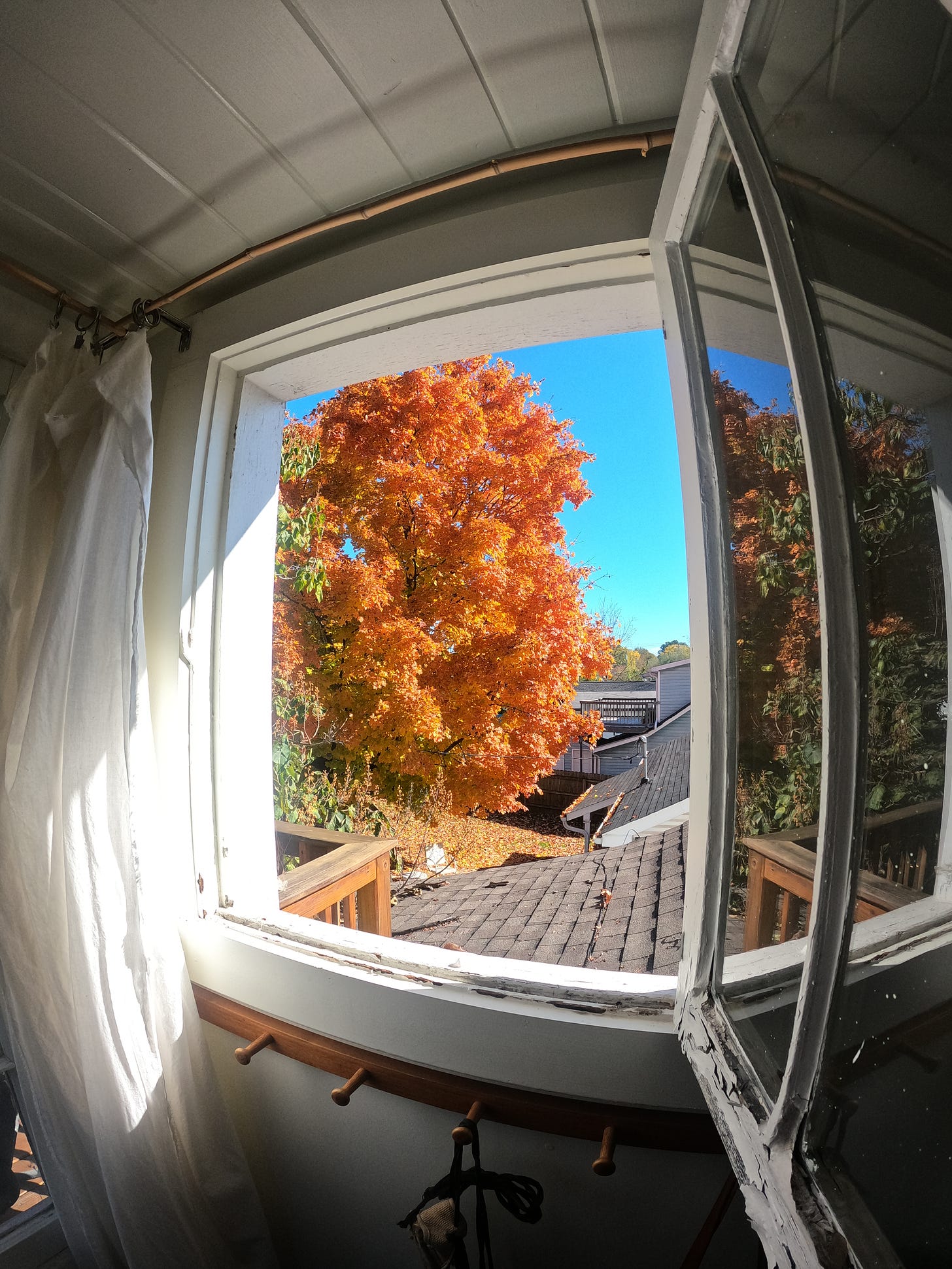 Amazing orange fall tree outside out Airbnb window