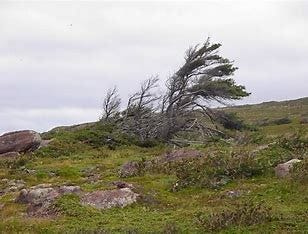 Image result for tuckamore tree