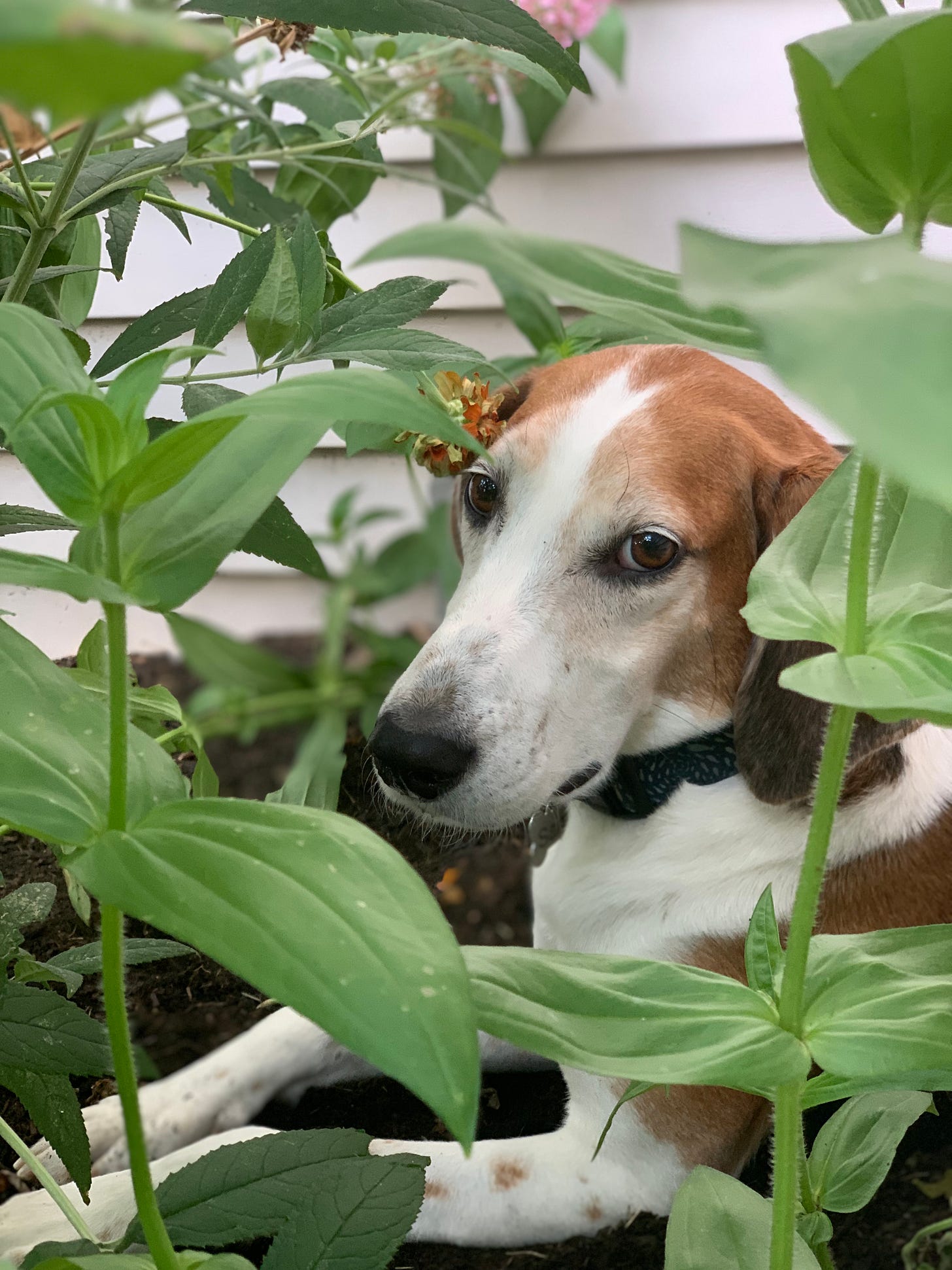 A white, brown and black American Foxhound lays in the dirt amidst some zinnias and a butterfly bush.