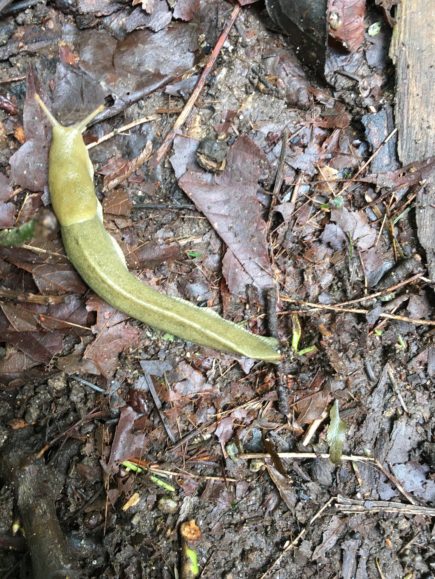 long slug with antenae out sliming along over a ground covered in decomposing leaves and tiny twigs