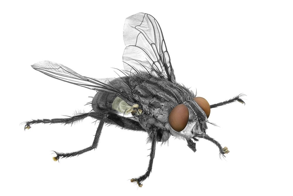picture of housefly