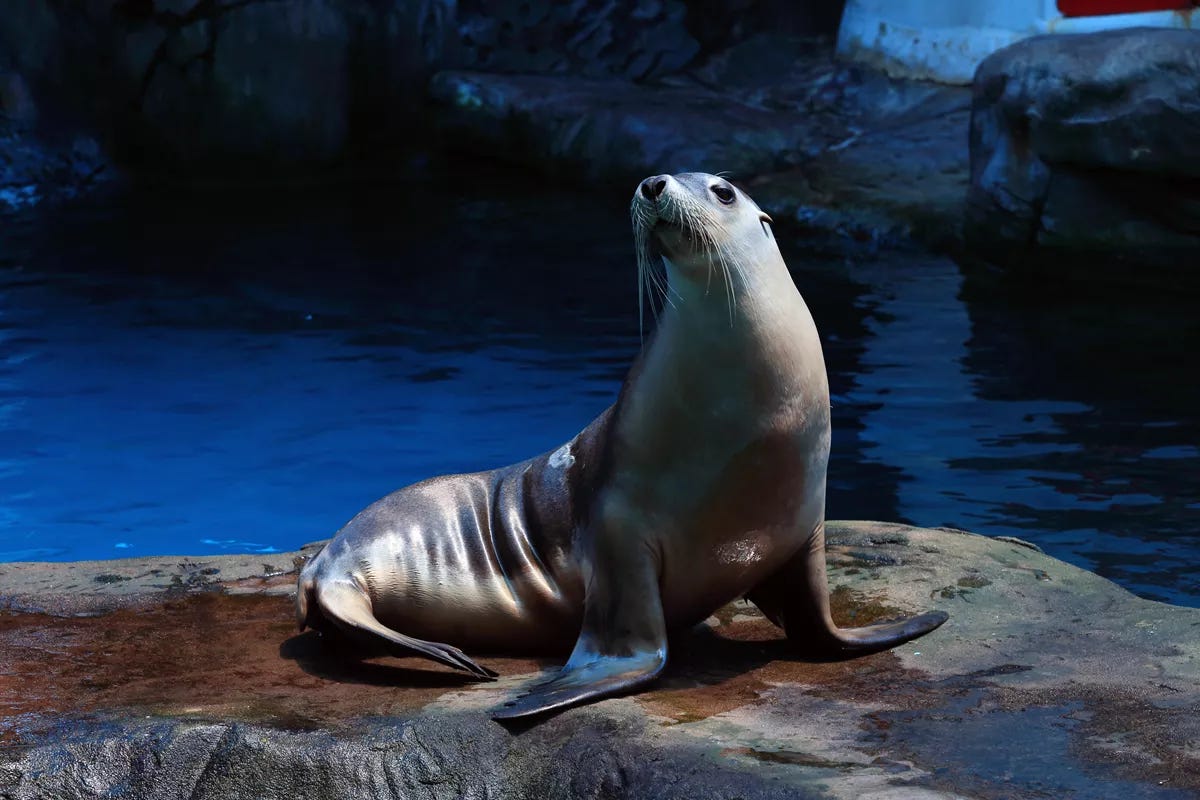 A photo of a seal at an aquarium