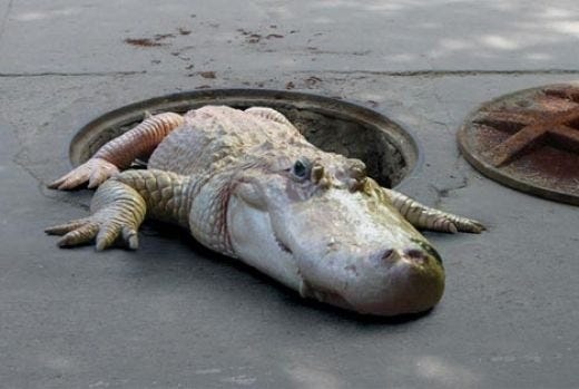 Sewer Alligator | Cryptid Wiki | Fandom