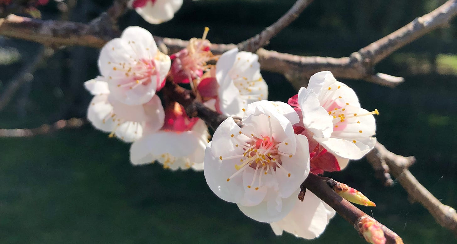 Close-up photo of apple blossoms on an otherwise bare tree