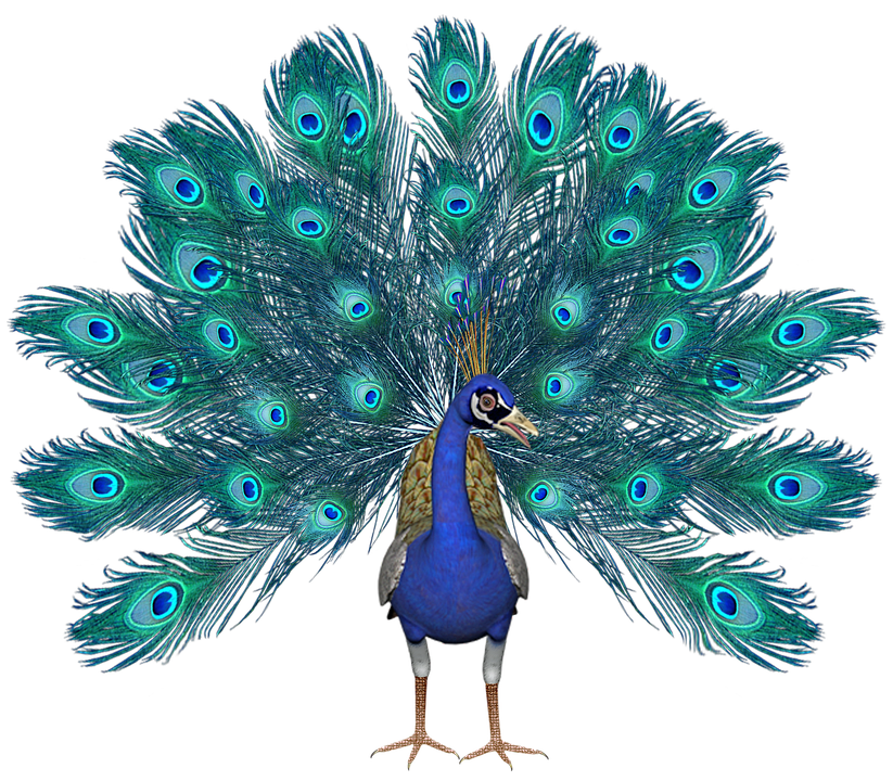 Páv Vták Pávie Perá - Fotografia zdarma na Pixabay