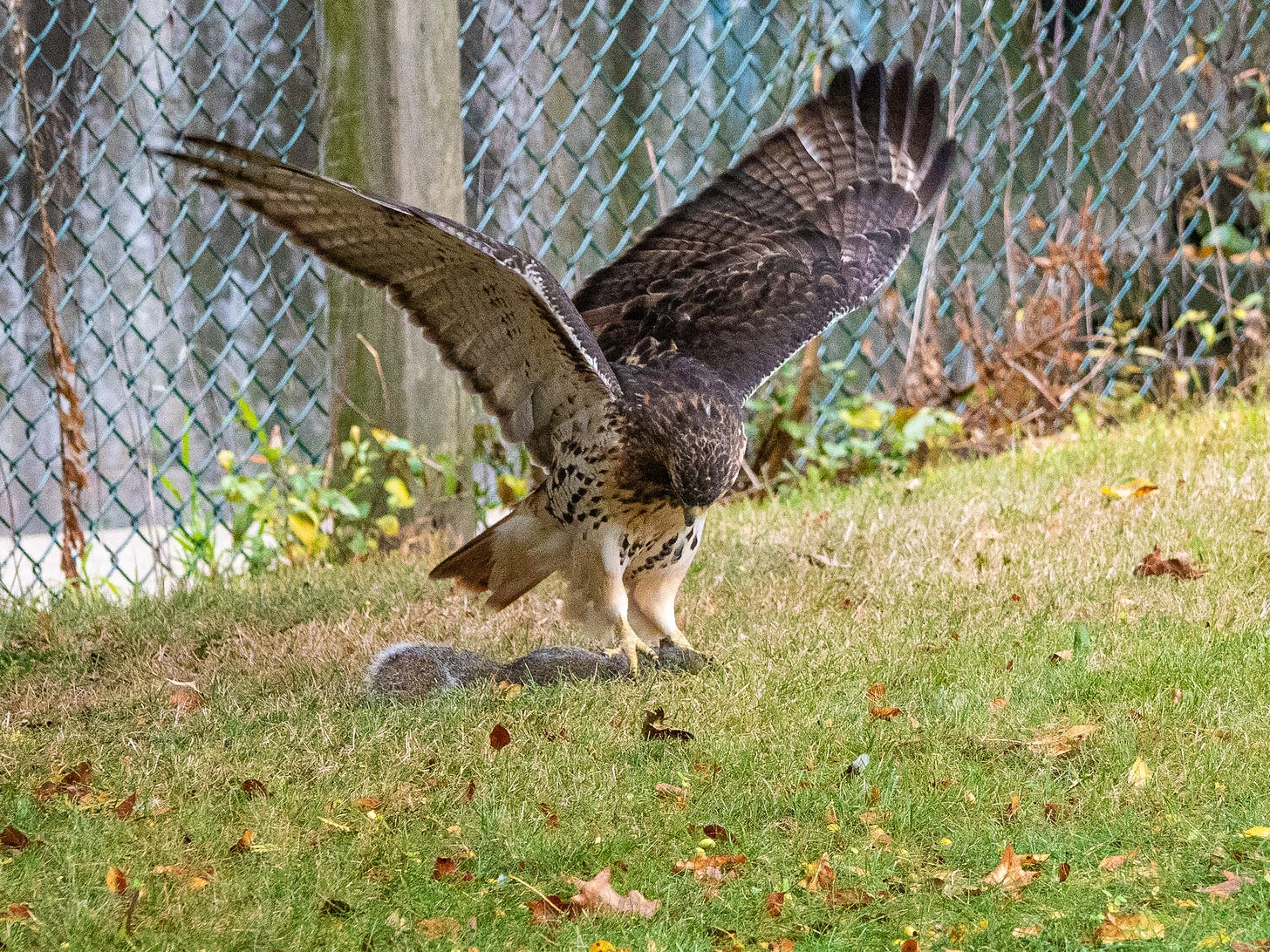 Red-tailed hawk