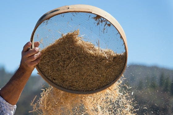 Farmer manually separating wheat from chaff with a manual sieve, chaff blowing away in the wind