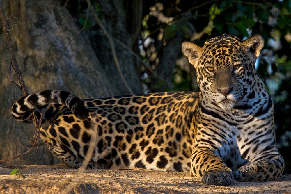 Panthera Pantanal 2009