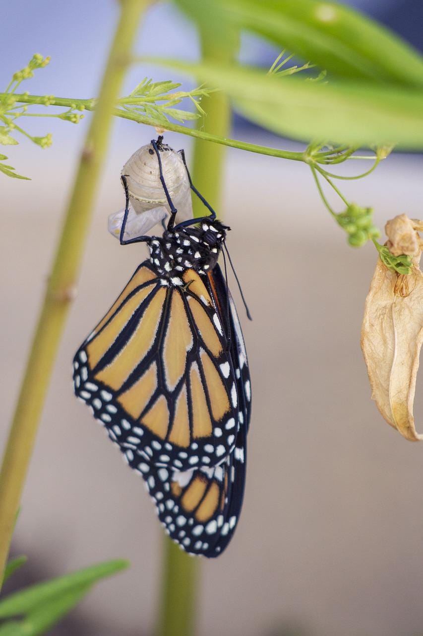 Monarch Butterfly newly emerged from chrysalis.