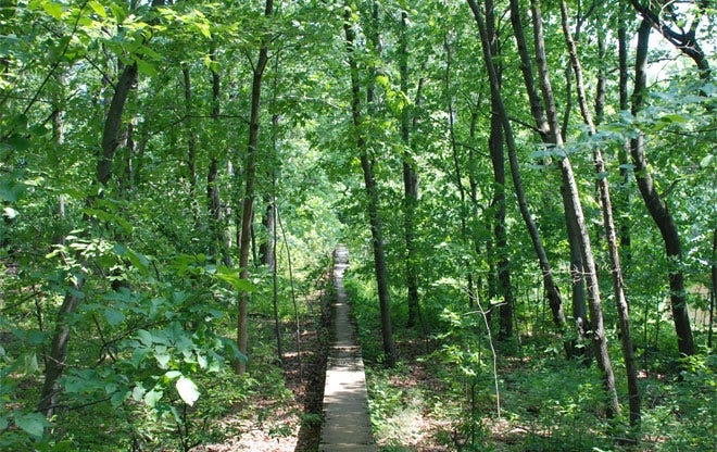 Photo of a long boundary wall in Allandale Woods with green trees on either side.