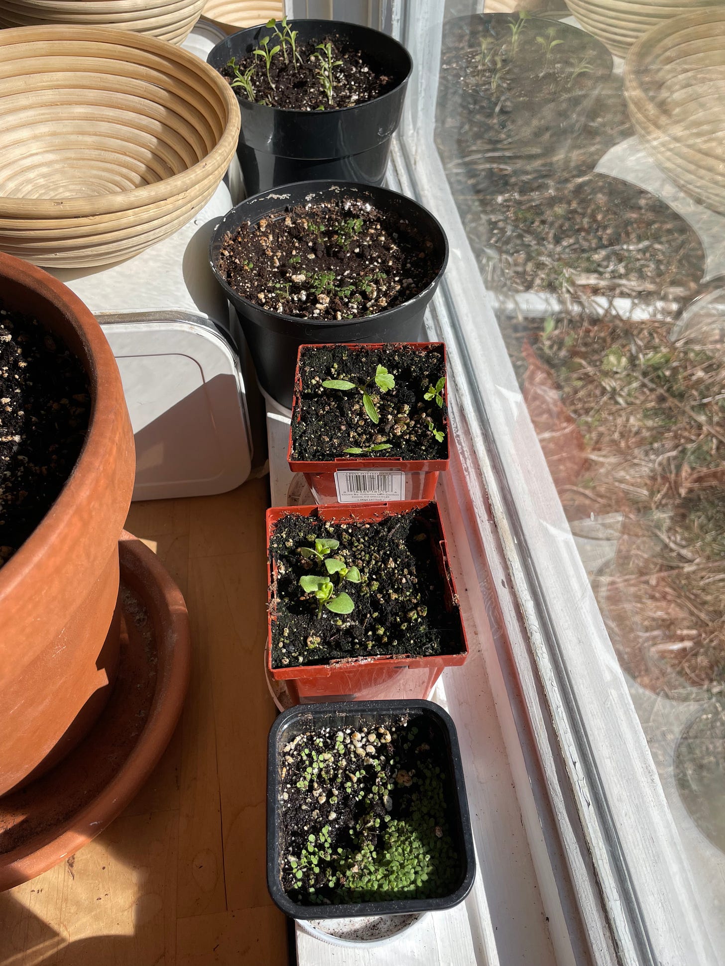 Pots on the windowsill with some small seedlings growing