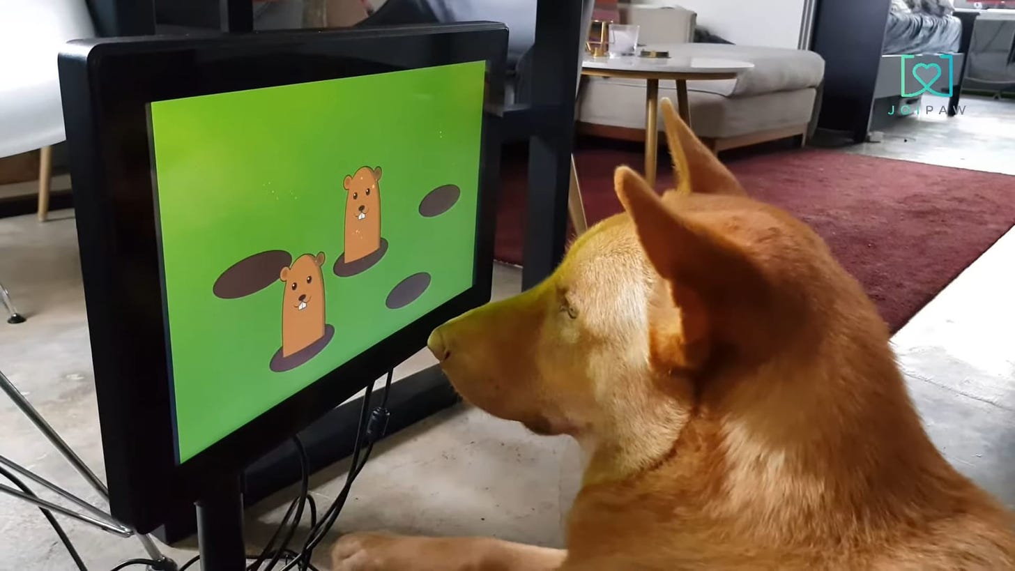 Joipaw Is A Gaming Console Designed For Dogs | TechRaptor