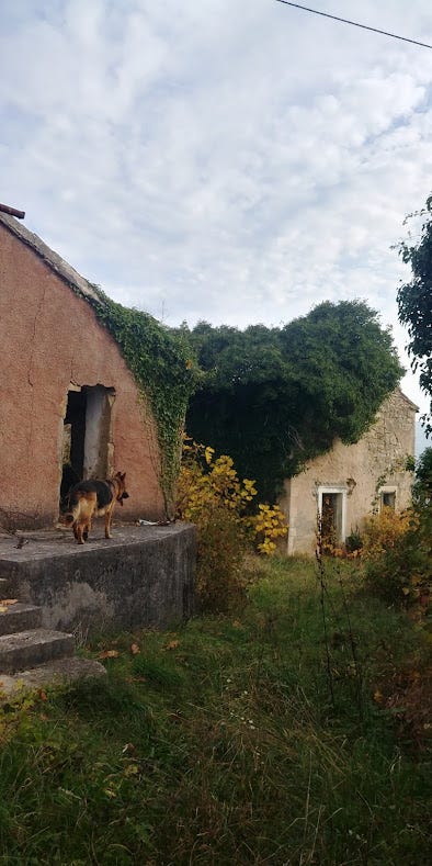 Two abandoned houses overgrown with ivy and trees. One in the foreground has an elevated cement porch and steps. A German shepherd is standing on the concrete porch, her back to the camera