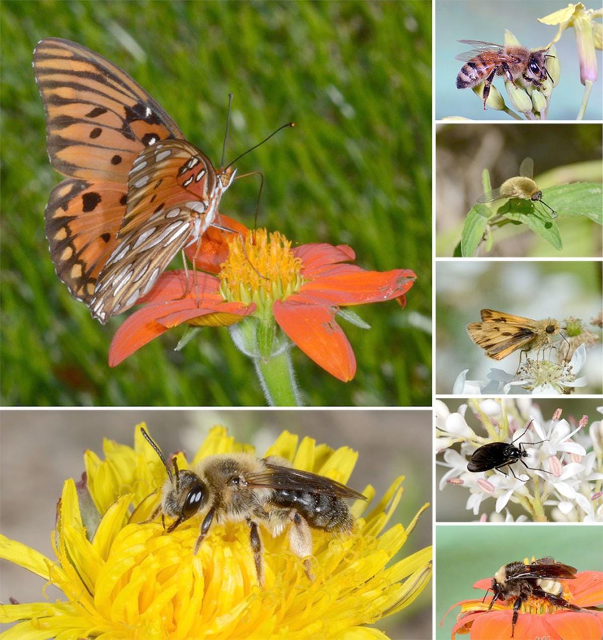 Collection of images of pollinators.