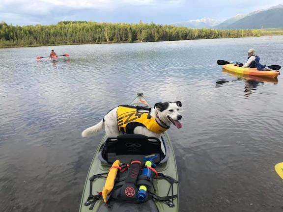 Image of a green kayak on a lake. Inside the kayak is a smiling white dog wearing a yellow life jacket.