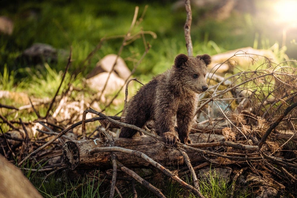 wildlife photography of brown bear cub