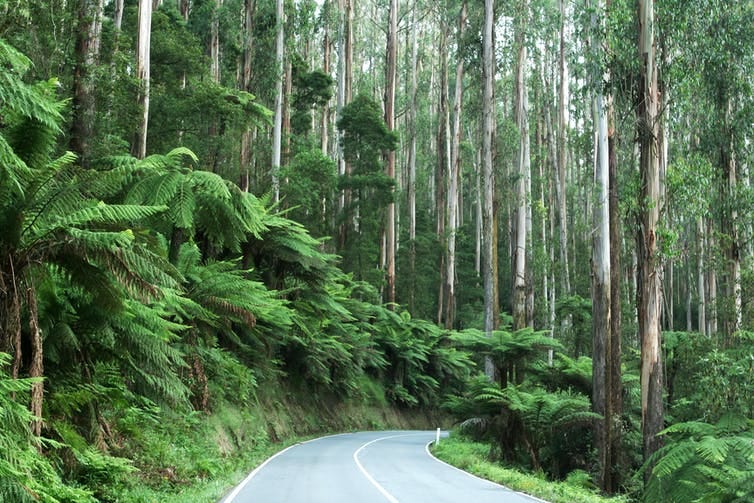 A road cuts through a forest with tree ferns either side