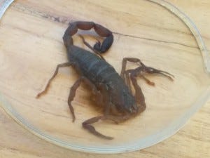 scorpion under glass
