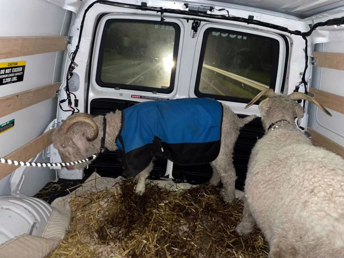 A photo provided by cadets from the United States Military Academy at West Point, N.Y., who refused to give their names, shows Bill No. 36, left, and Bill No. 37, two goat mascots of the US Naval Academy in Annapolis, Md., in transit to West Point after their goatnapping on Saturday night, Nov. 27, 2021.