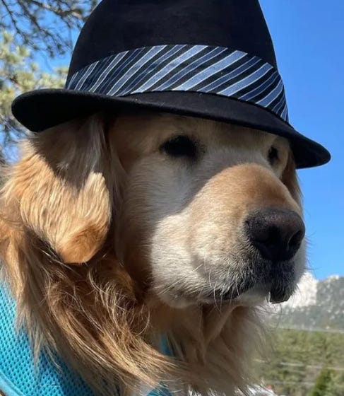 Idyllwild Dog Mayor Dies