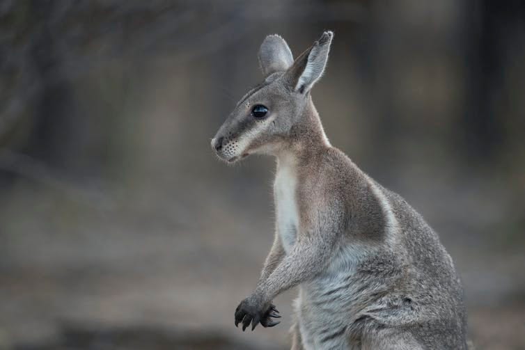 Close up of a wallaby face