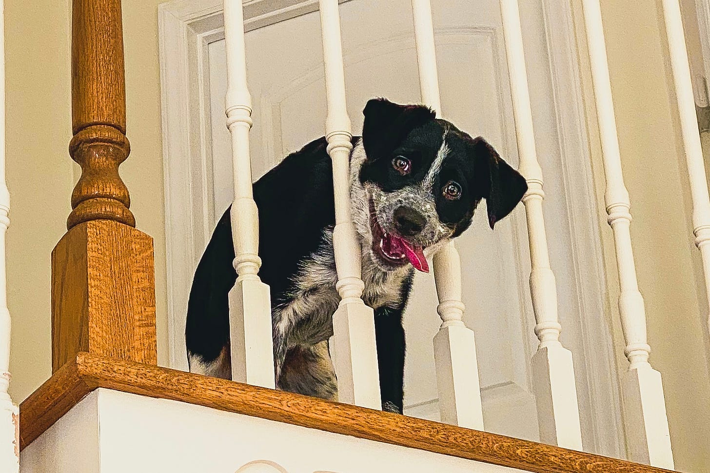 A mostly black Aussie shepherd/cattle dog mix peers down at you from the upstairs landing, head between posts, tongue hanging out the side of his mouth with a goofy expression on his face.
