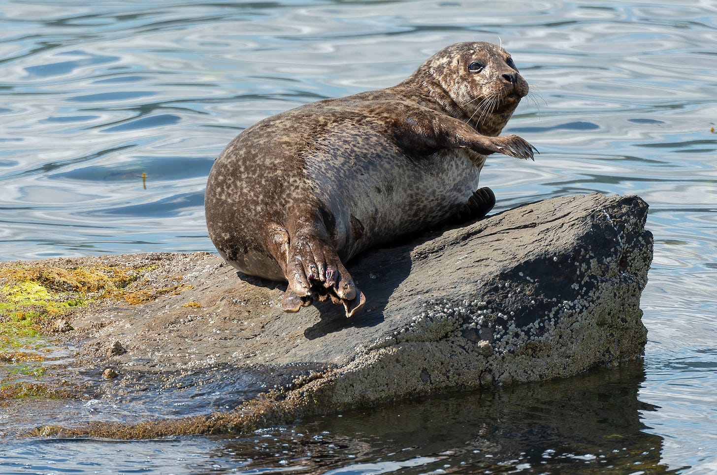 Photo of a harbour seal hauled out on a rock